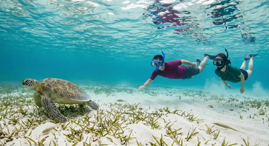 Close up of a sea turtle swimming in the Semporna Islands Mussah Poteh Resort